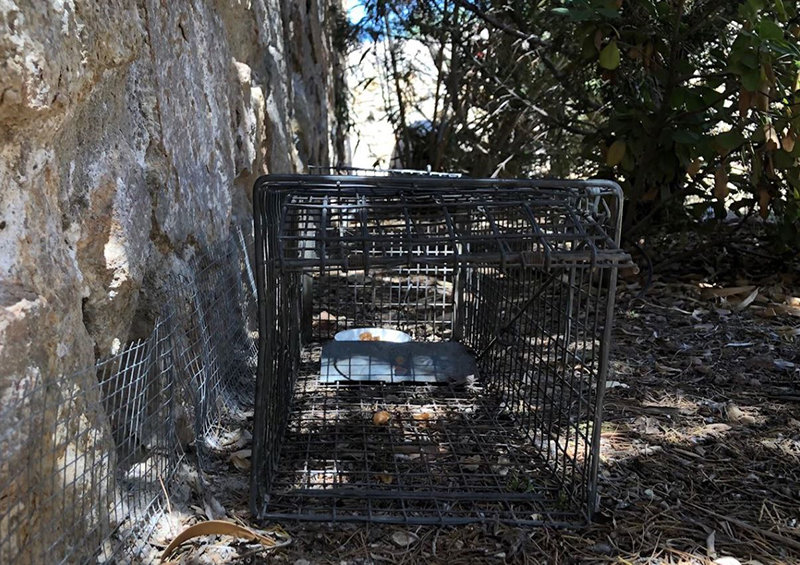 Animal Control Restarts Live Trap Program | Las Cruces Bulletin